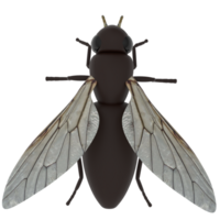 Fly isolated on transparent png