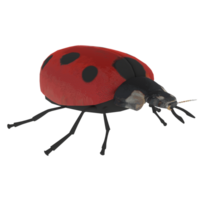 Ladybird isolated on transparent png