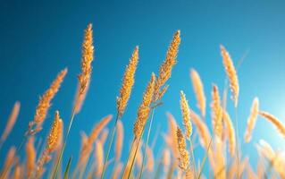 ai generado dorado trigo campo y azul cielo foto