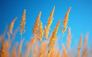 ai generado dorado trigo campo y azul cielo foto