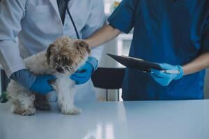 Vet examining dog and cat. Puppy and kitten at veterinarian doctor. Animal clinic. Pet check up and vaccination. Health care. photo