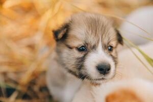 There are many puppies in the forest photo