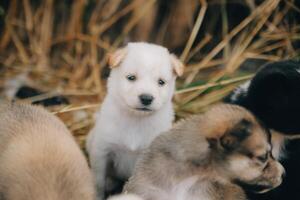 There are many puppies in the forest photo