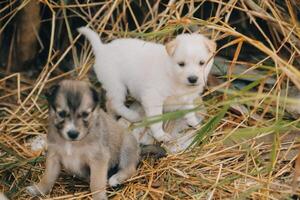 There are many puppies in the forest photo