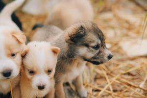 There are many puppies in the forest photo