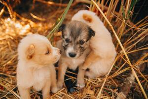 There are many puppies in the forest photo