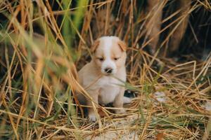 There are many puppies in the forest photo