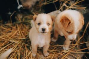 There are many puppies in the forest photo