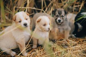 There are many puppies in the forest photo