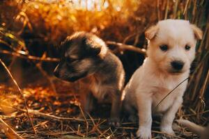 There are many puppies in the forest photo