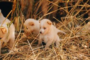 There are many puppies in the forest photo