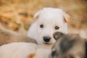 There are many puppies in the forest photo