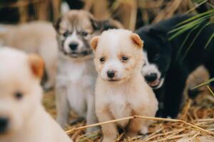 There are many puppies in the forest photo