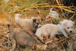 There are many puppies in the forest photo