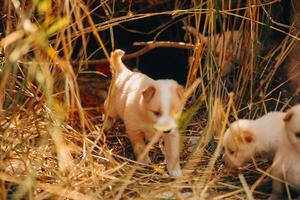 There are many puppies in the forest photo