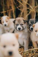 allí son muchos cachorros en el bosque foto