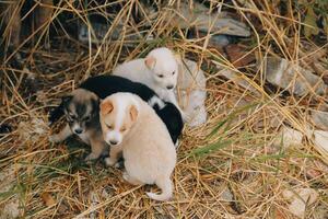 There are many puppies in the forest photo