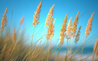 AI generated Golden Wheat Field and Blue Sky photo