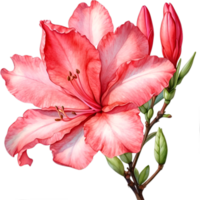 AI generated Watercolor painting of an Azalea flower. png