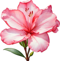 AI generated Watercolor painting of an Azalea flower. png