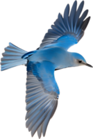 ai généré fermer image de une Montagne oiseau bleu. png