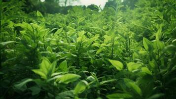 AI generated Green Fields Under Blue Sky Landscape photo