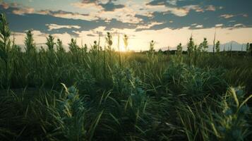 AI generated Green Fields Under Blue Sky Landscape photo