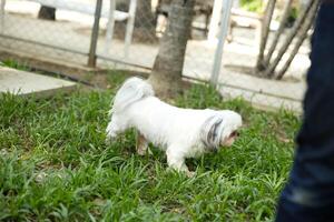 cerca arriba mullido graso piel blanco Yorkshire terrier , cockapoo cara con perro Correa jugando en perro parque foto