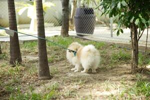 close up cute face lovely Pomeranian dog peeing on a tree with dog leash playing in dog park photo