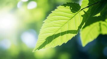AI generated Sunlit Green Leaves Under Bright Summer Sky photo