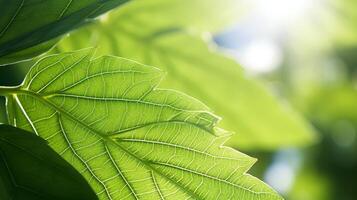 AI generated Sunlit Green Leaves Under Bright Summer Sky photo