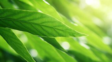 AI generated Sunlit Green Leaves Under Bright Summer Sky photo