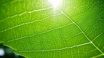 AI generated Sunlit Green Leaves Under Bright Summer Sky photo