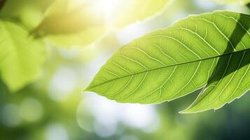 AI generated Sunlit Green Leaves Under Bright Summer Sky photo