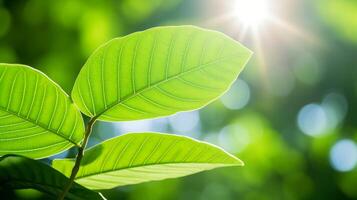 AI generated Sunlit Green Leaves Under Bright Summer Sky photo