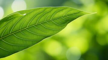 AI generated Sunlit Green Leaves Under Bright Summer Sky photo