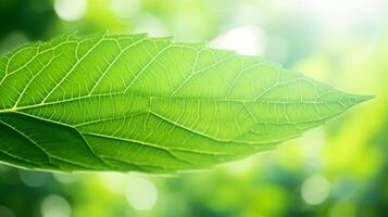 AI generated Sunlit Green Leaves Under Bright Summer Sky photo