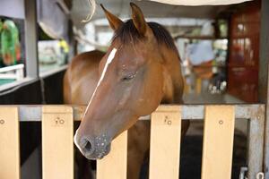 close up white dark brown horse head eating in wood stable photo