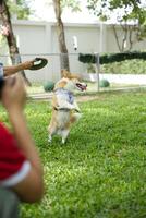 cerca arriba largo cola mullido graso piel corgi cara con perro Correa corriendo , saltando , jugando juguete en perro parque foto