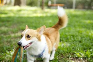 close up long tail fluffy fatty fur corgi face with dog leash running , jumping , playing toy in dog park photo