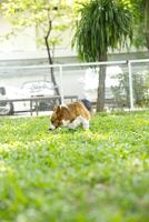 cerca arriba largo cola mullido graso piel corgi cara con perro Correa corriendo , saltando , jugando juguete en perro parque foto