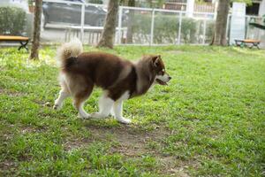 cerca arriba blanco marrón color Alaska malamute mullido graso piel cara corriendo , jugando con amigos en perro parque foto