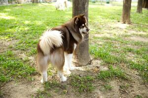 cerca arriba blanco marrón color Alaska malamute mullido graso piel cara corriendo , jugando con amigos en perro parque foto