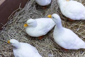 fluffy white duck in the nest hay cage photo