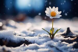 AI generated White crocus flower in the snow with bokeh effect. photo