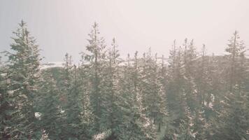 une neigeux paysage avec une groupe de majestueux pin des arbres video