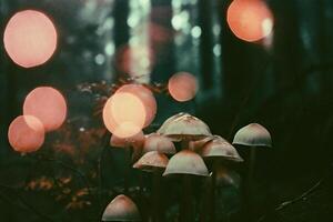 AI generated Mushrooms in the forest at night with bokeh effect photo