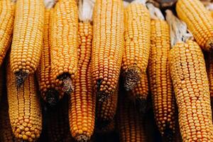 cosecha cabezas de maíz colgando en un granja para animal alimentar foto