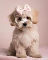 AI generated dog cute little maltese puppy with pink bow on pink background. photo