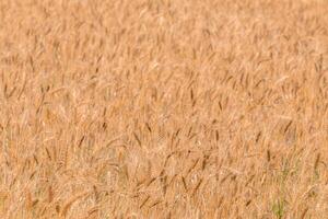 Yellow barley field at daytime under direct sunlight. Fully filled agriculture closeup selective focus background. photo